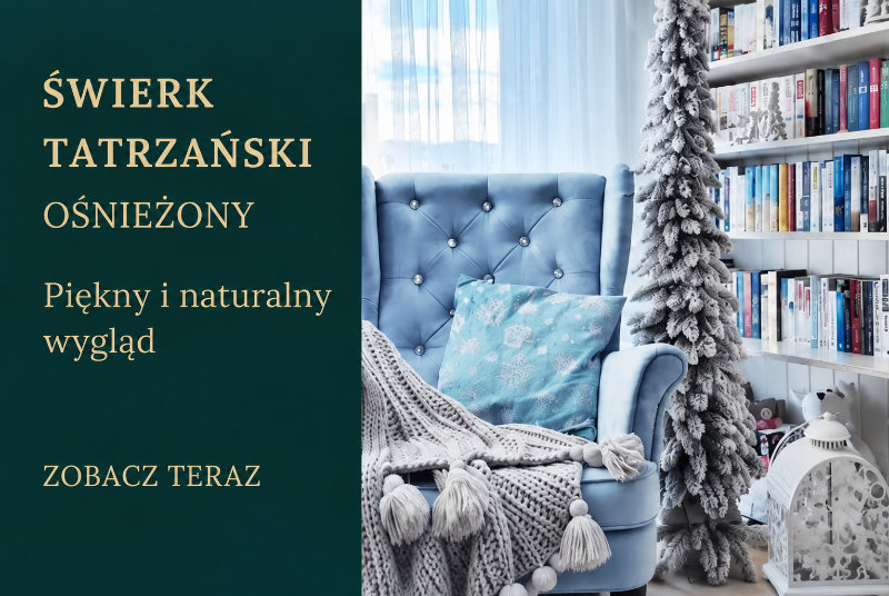 Świerk Tatrzański ośnieżony w sklepie e-choinki.pl